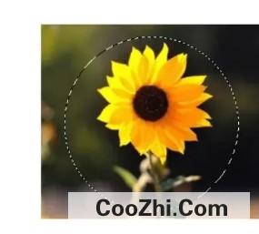 PS如何把图片切个半圆出来优质