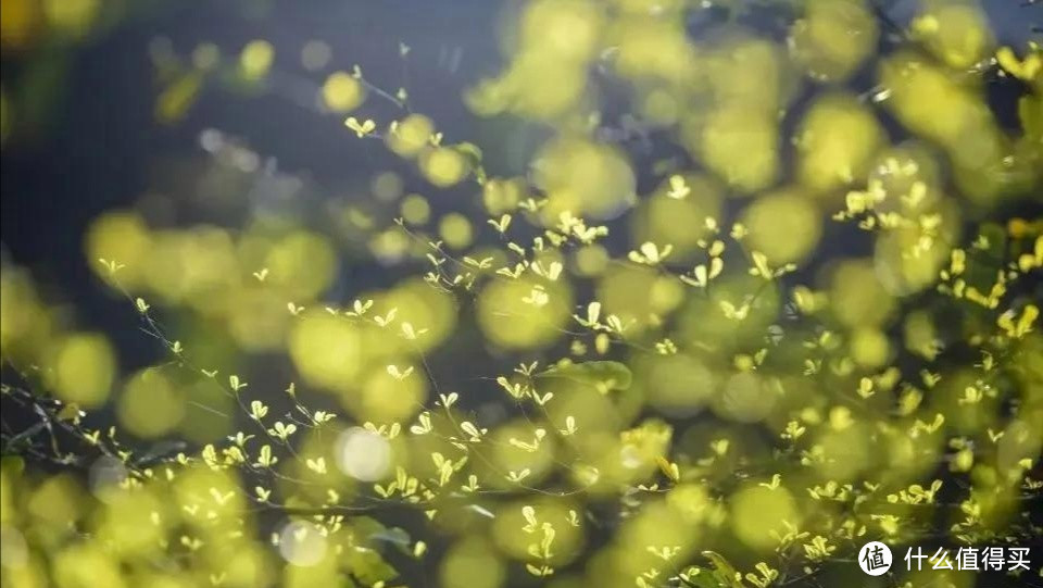 光圈值怎么设置？1分钟学会，风景、人像、花卉轻松拍！