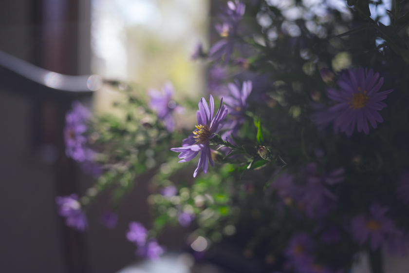 随身好用的扫街小饼干—RF28mm F2.8 STM