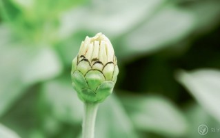 海拔1米以下的精灵世界