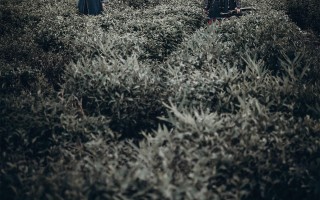 我眼中的武侠江湖-8